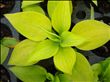 Hosta Dawns Early Light